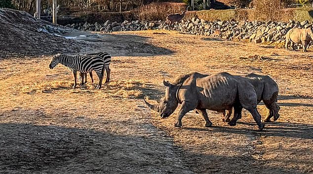 He also spoke of the quick action and professionalism of Colchester Zoo staff in helping both visitors and the animal (photo: Zebras and rhinos at the wildlife park on January 10)