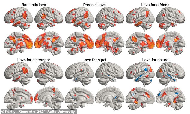 The researchers found that single people had a love attitude that favored a playful or friendship-based form of love. Previous studies have shown that love for friends activates different brain areas for romantic love for a partner (pictured)