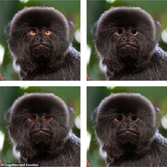 In their study, the team asked people to rate photos of non-human primates with altered eyes. Their results showed that animals with bright irises and large pupils were rated as more attractive and friendly