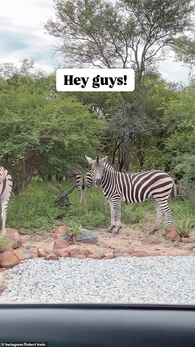 Robert also filmed a herd of zebras