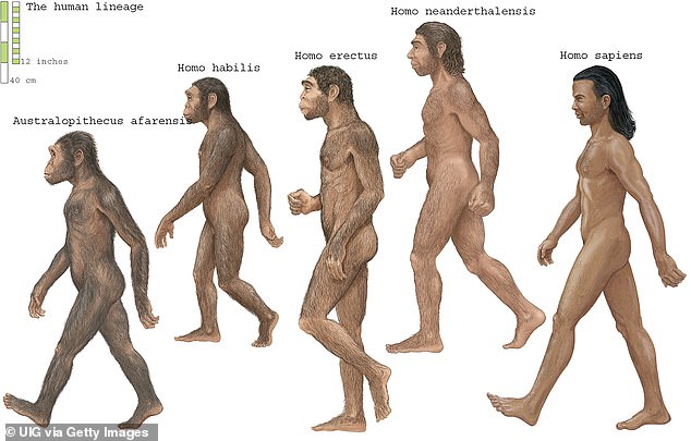 Neanderthals had large noses, strong double-curved brow ridges, and relatively short and stocky bodies. The species was widely distributed in Eurasia (Europe and Asia), from Portugal and Wales in the west to the Altai Mountains of Siberia in the east.