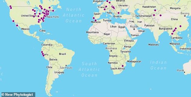 Map showing the global presence of powdery mildew bacteria, taken from a recent University of North Carolina study showing high concentrations of the fungus in the northeastern regions of the United States