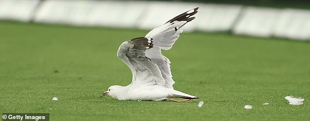 The English import plundered a shot back past Melbourne Stars pacer Joel Paris - and unfortunately a seagull (pictured) got in the way