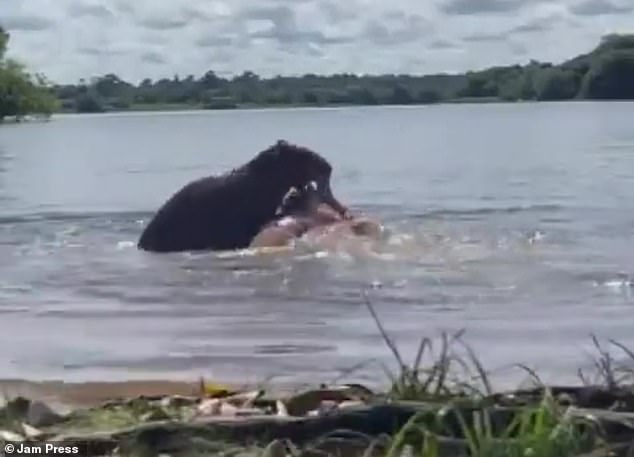 The woman's head goes underwater as the huge rodent bites at her