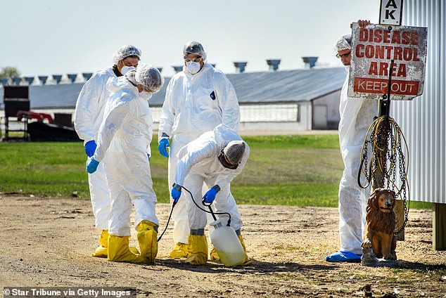 USDA workers are shown disinfecting a turkey farm in Minnesota. Since the outbreak began in 2022, bird flu has wiped out large flocks of poultry in all fifty states