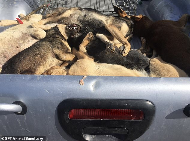 Pictured: Slaughtered dogs piled in a truck amid the mass killings