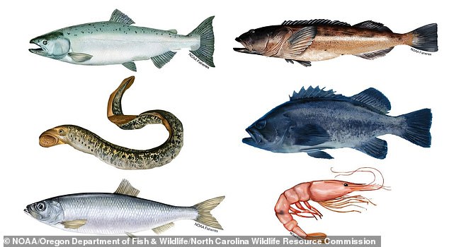 The researchers found man-made particles in the edible tissue of six species: (clockwise from top left) Chinook salmon, lingcod, black rockfish, pink shrimp, Pacific herring and Pacific lamprey