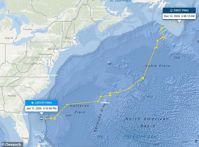 Its recent trajectory is no less impressive: in the last 72 hours alone, Breton has traveled almost 220 kilometers, west towards the coastline. It was pinged near Newfoundland last month