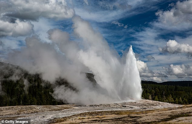 The Old Faithful Geyser erupts in Yellowstone National Park. This natural wonder is powered by the volcanism of the Yellowstone Caldera