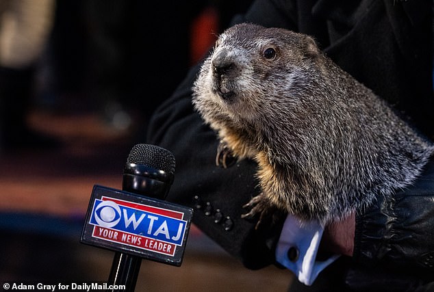 Secrets Of Groundhog Day Punxsutawney Phil's Rivals And Who Has The