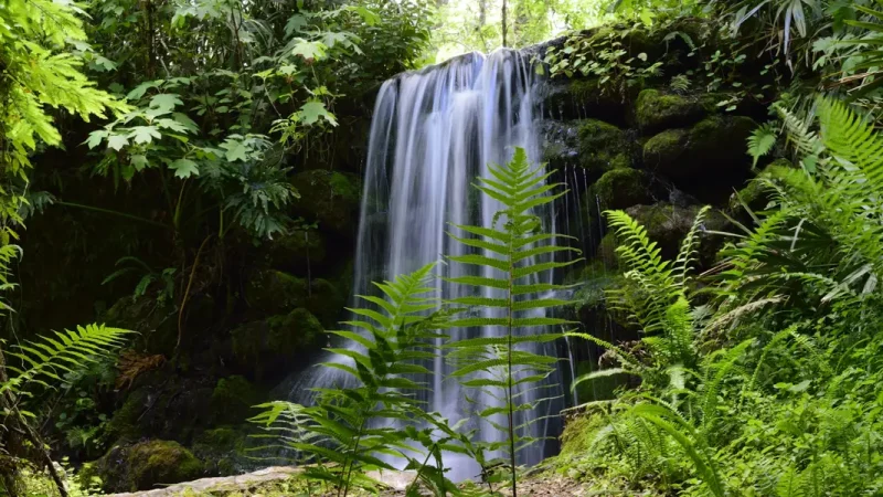 I have lived in Florida for over 25 years. Skip the big cities and spend time in these 5 beautiful state parks instead.