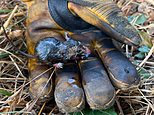 Little field mouse is saved from fire by crew - before he 'takes a drink of water and runs off to rejoin his friends'