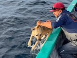 The Ultimate Dog Paddle: Stunned fishermen find their dog swimming in the ocean