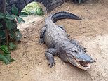 Boy, 3, who was seriously injured after being thrown 16 feet into crocodile pit by disabled man, returns from hospital and now uses his feet to play after seven operations