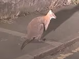 Mystery wallaby is seen hopping around the Cornish town months after the shocking appearance on an industrial estate