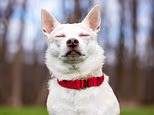 Is your dog trying to secretly communicate with you? Your pet's blinking may be an attempt to tell you something important, research shows