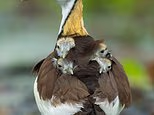 The ultimate feather bed! Cute photo shows mother jacana bird protecting her babies