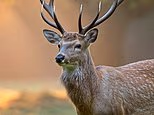 Deer antlers hold the secret to healing broken limbs, scientists say