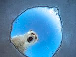 Revealed: A sneak peek at some of the Wildlife Photographer of the Year winners