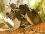 Bless their cotton tops: Twin monkeys cling to their mothers as British zoo welcomes three baby primates