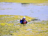 Smelly green slime overwhelms the scenic boating lake as businesses lose thousands and swans are held back