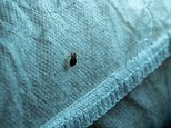 The hidden danger of bed bugs: The pests can cause more than just itchy bites... Scientists discover they can also spread deadly drug-resistant bacteria