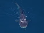A shock meeting of 2,000 ocean predators off the US coast reveals a hidden extinction threat