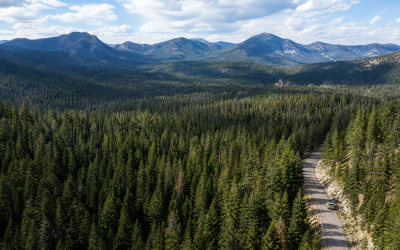 Editorial illustration of a national forest and an established access road