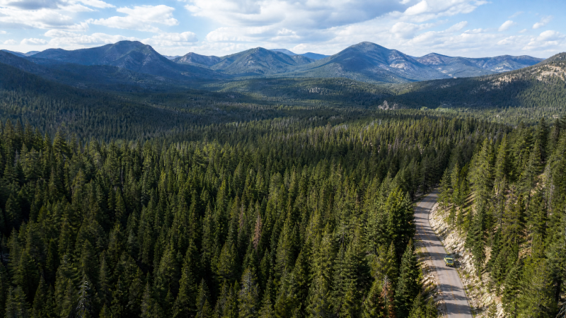 Editorial illustration of a national forest and an established access road