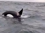 Moment killer whales tear the rudder of a sailing yacht to pieces during the latest attack off the Spanish coast