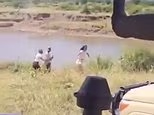 Moment a safari vehicle full of Swiss tourists plunges into crocodile-infested river in Tanzania as shocked tourists look on