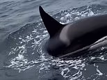 Terrifying moment an orca pod launches an eight-minute attack on a sailboat
