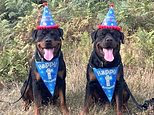 Congratulations Reggie and Ronnie! Twin police dogs in training celebrate their big day