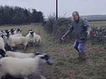 Jeremy Clarkson has 11 sheep stolen from his Diddly Squat farm as star warns rustlers: 'We're armed - just so they know'