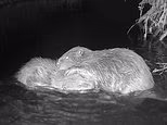 Two beavers released into the wild on Exmoor appear to have mated and could start their own families