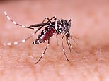 Officials confirm the US state's first locally acquired case of bone-breaking dengue fever
