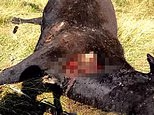 Cows found mutilated and drained of every drop of blood in remote Oregon... and baffled deputy has a chilling theory