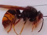 Fears of Asian hornets are spreading across England after a nest was first found in Somerset