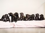 The RSPCA center is suddenly looking for homes for puppies after two rescue dogs gave birth... to a whopping 21 pups