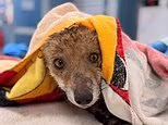 Little fox cub named Valor is rescued from drainpipe after being stuck underground for nine hours