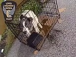 Adorable puppy abandoned in a cage on the side of the highway finds happiness with a new family