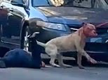 A pit bull's face drips with blood after mauling a woman on the street in San Francisco